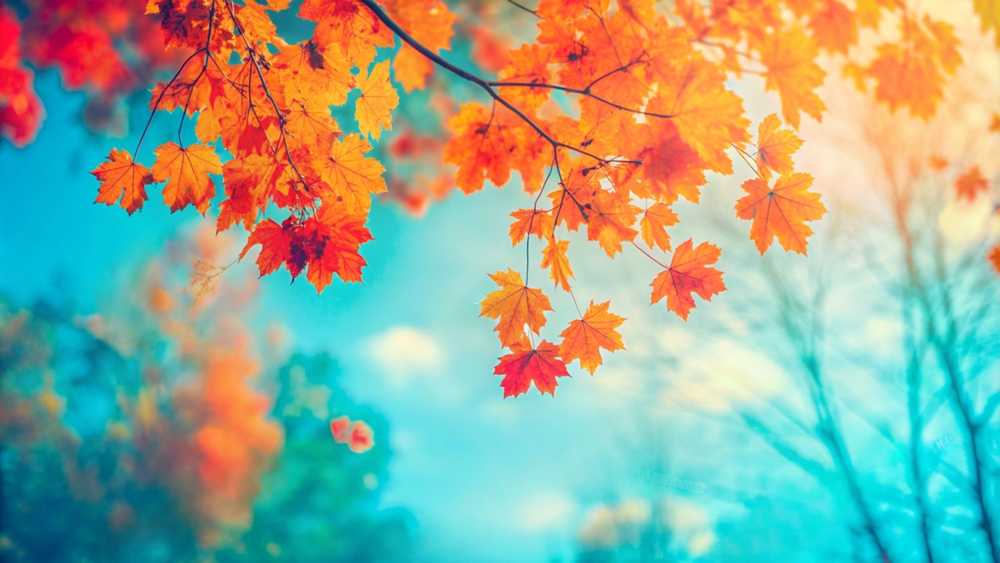 Close-up,Of,A,Yellow,Autumn,Leaf.,A,Bright,Orange,Tree